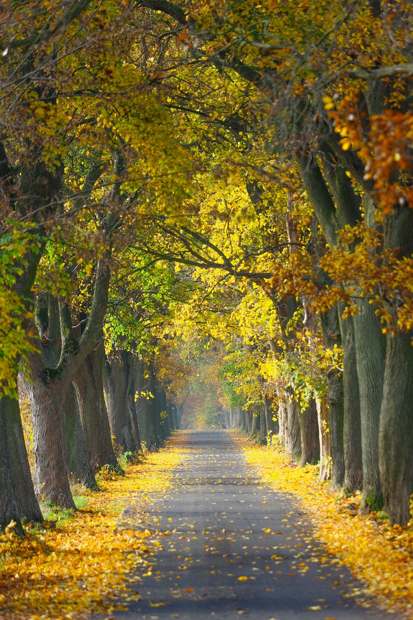 Herbstliche Baumallee – Würde, Respekt und Zuverlässigkeit